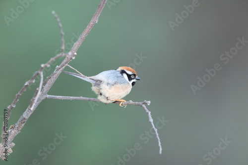 Photography Black-throated bushtit (Aegithalos concinnus iredalei), also known as the black-throated tit, is a very small passerine bird in the family Aegithalidae