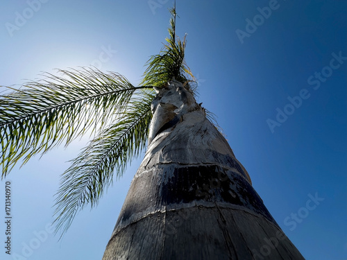 Looking up at a tall palm tree with green fronds against a clear blue sky, tropical nature background, exotic summer vacation concept, natural botanical design and paradise island atmosphere.