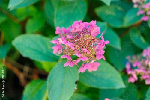 Wallpaper Mural Pink Hydrangea Flowers with Green Leaves, Dew Drops, and Spider. Torontodigital.ca