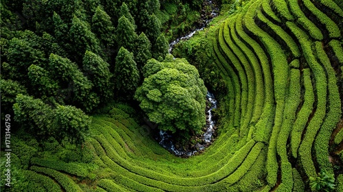 Aerial view of green tea plantation terraces with trees and lush vegetation.