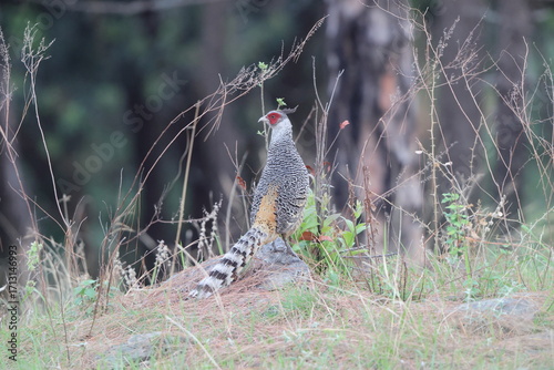 Cheer pheasant (Catreus wallichii), also known as Wallich's pheasant or chir pheasant, is a vulnerable species of the pheasant family, Phasianidae. 