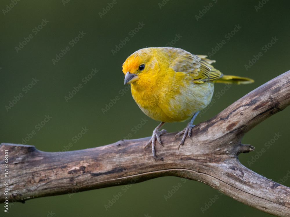 Fototapeta premium Saffron Finch Perched perches on a weathered branch against a natural green background