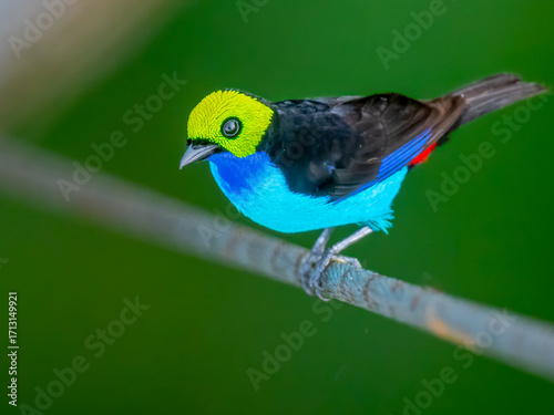 Paradise Tanager perching on wire showing vibrant plumage in the rainforest