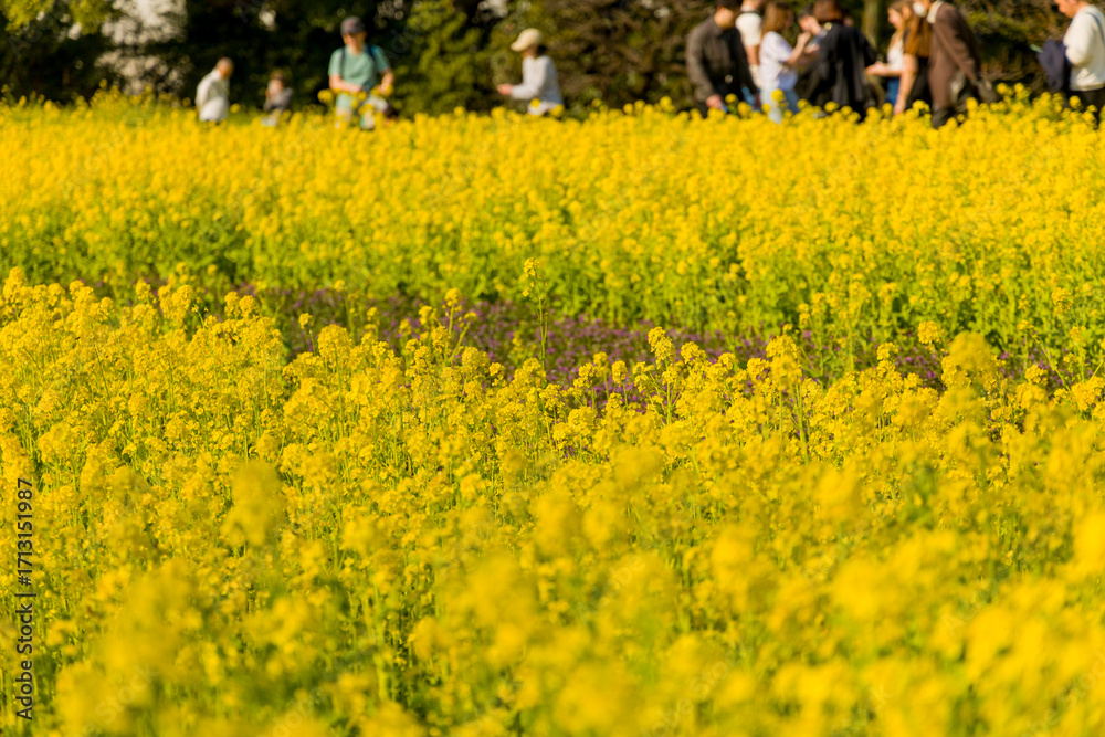 Obraz premium Shallow depth of field view of yellow spring flowers with tourists in the background.