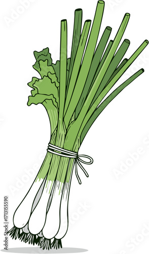 Fresh bunch of spring onions tied with twine, isolated on white background, perfect for culinary and healthy eating content