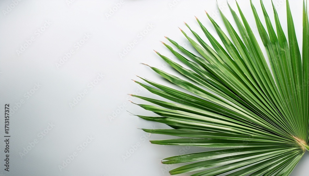 Fototapeta premium Fresh Green Palm Leaves On A White Background