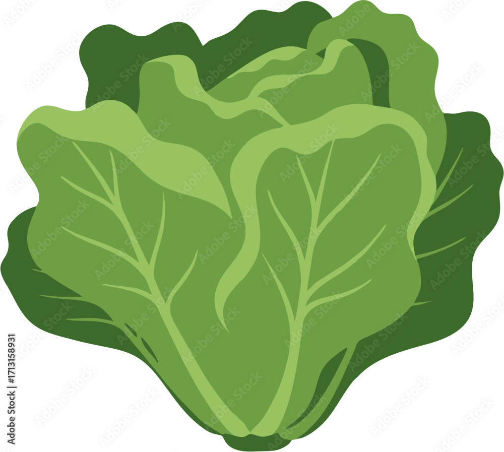 Obraz premium Fresh, Green Lettuce A Healthy and Nutritious Vegetable for Your Diet