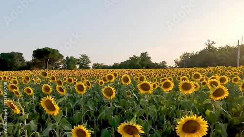 beautiful view of a sunflower field