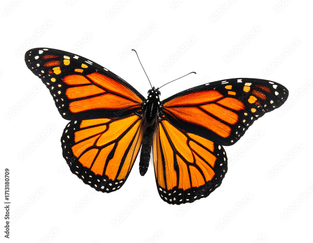 Fototapeta premium Butterfly isolated on a transparent background.
