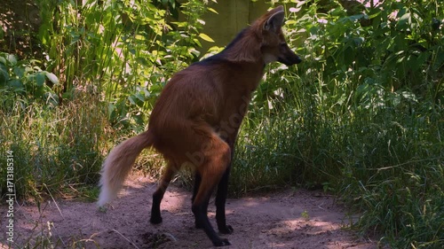Close up of a south amearican mane wolf taking a poop on  a meadow on a sunny summer day