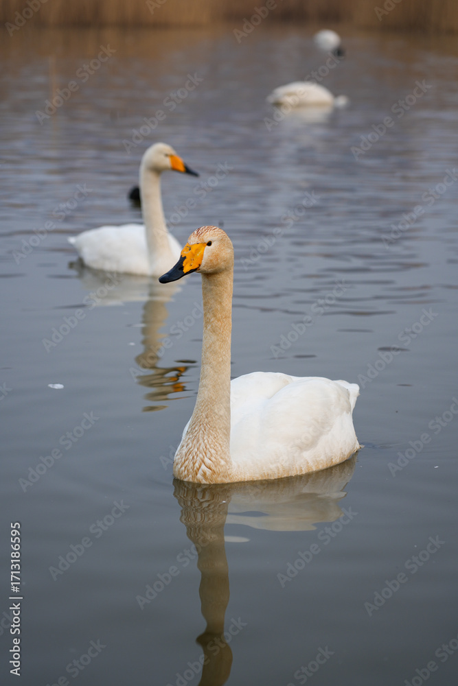 Obraz premium white swan