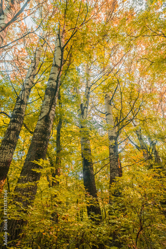 Fototapeta premium Looking up at a canopy of golden-yellow leaves and white-barked birch trees, capturing the essence of a tranquil autumn day.