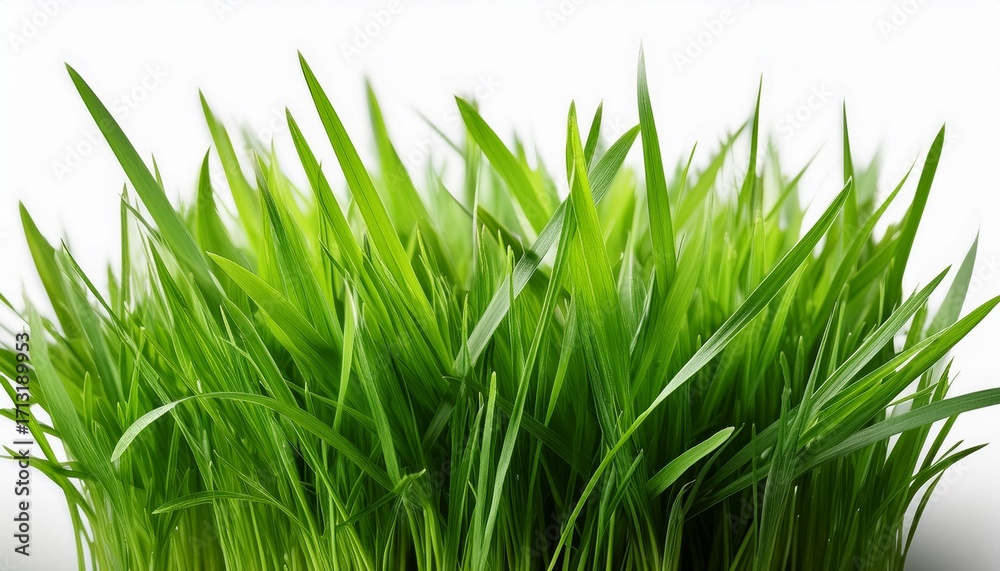 Fototapeta premium Fresh Green Grass Isolated On White