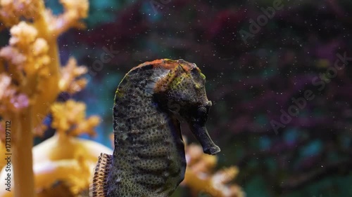 Very close up of a seahorse head floating beside a coral reef underwater.