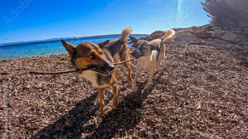 Canvas Print LENS FLARE: Two happy mixed breed dogs during a game of tug of war with a wooden stick on a remote pebble beach by the blue Adriatic Sea