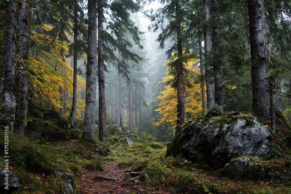 Obraz premium Autumn forest. High quality