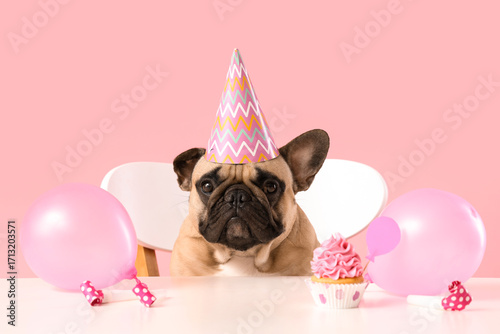 Adorable french bulldog pup...