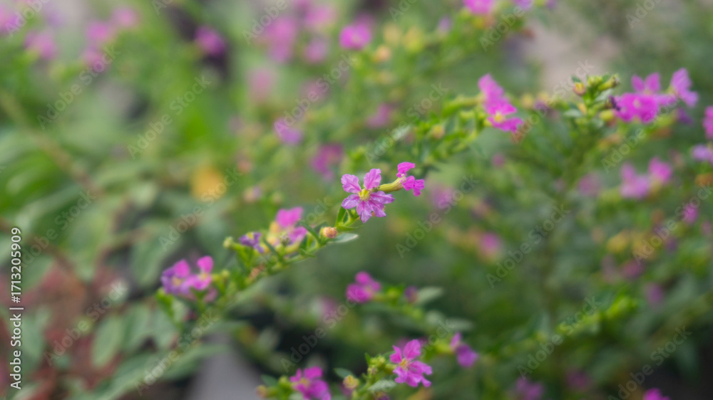 Delicate Purple False Heather Flowers in Bloom with Green Foliage Delicate Purple False Heather Flowers in Bloom with Green Foliage