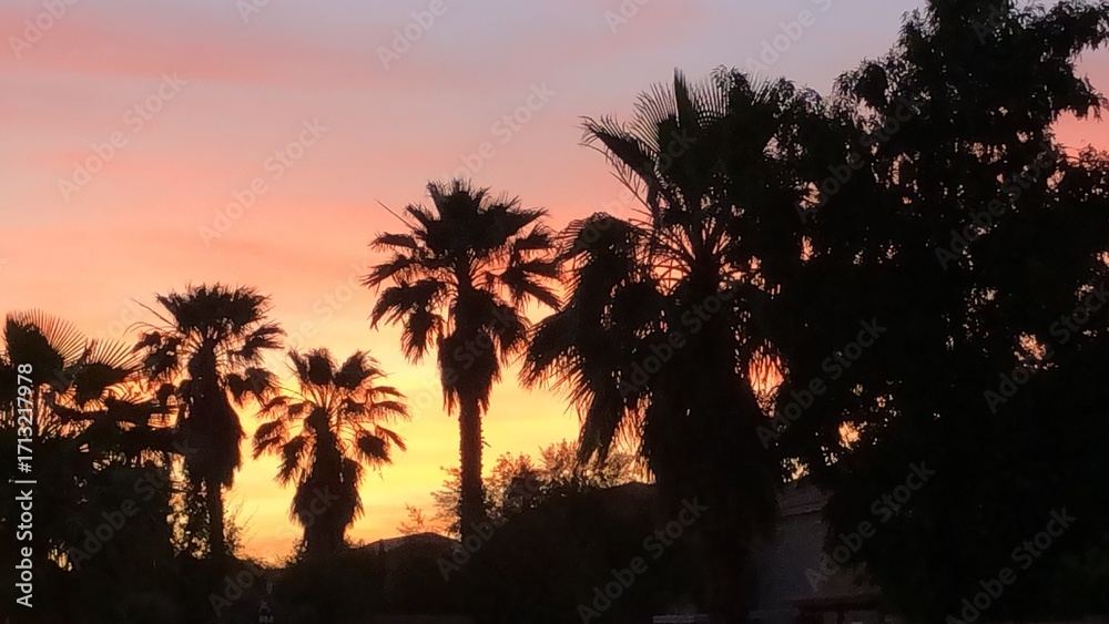 Obraz premium palm trees at sunset