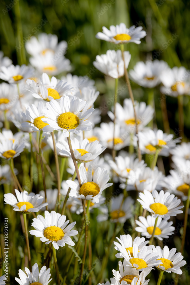 Fototapeta premium Daisies In The Sun