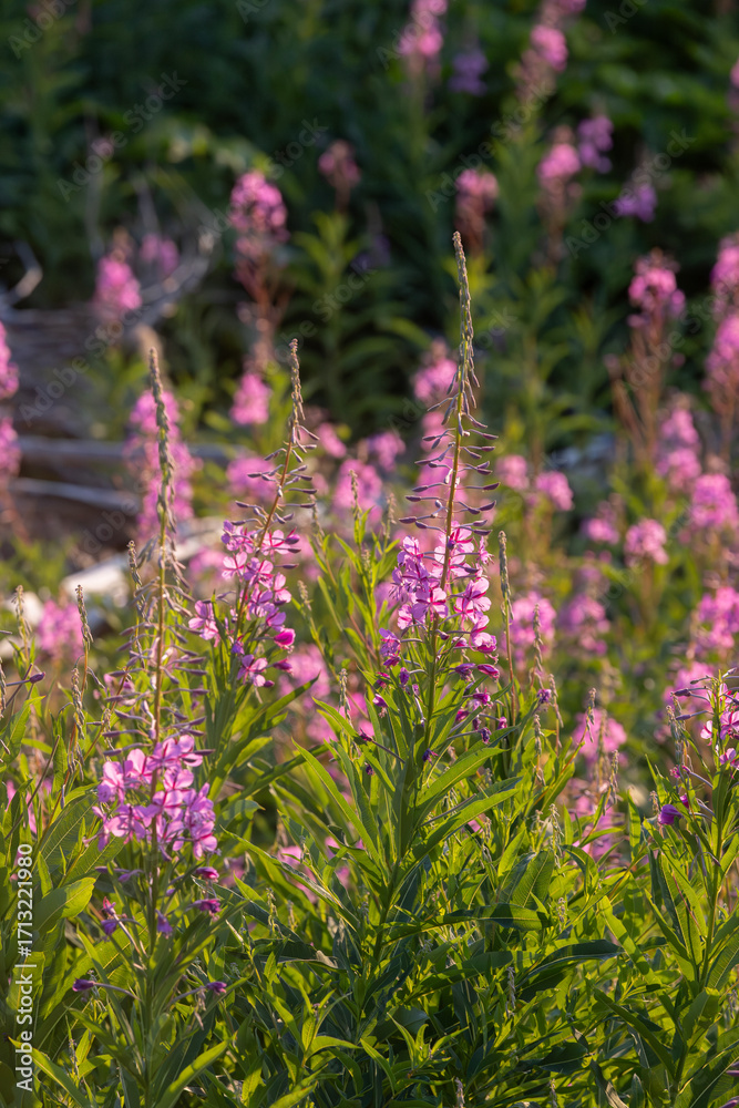 Obraz premium Fireweed Grouping