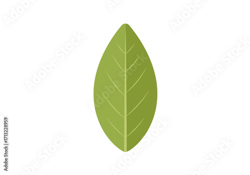 A light green leaf with a central vein and smaller veins stemming from it The leaf is pointed at the top and bottom