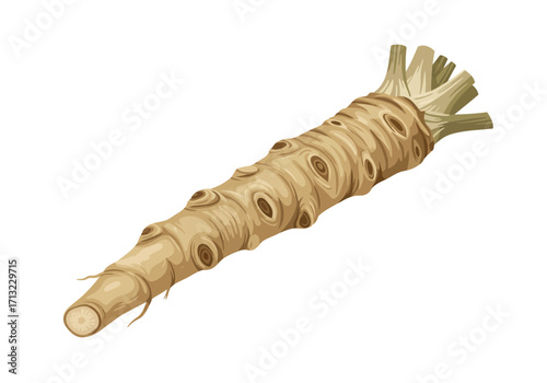 A single wasabi root tapering to a point on the left with cut stems on the right isolated on a white background