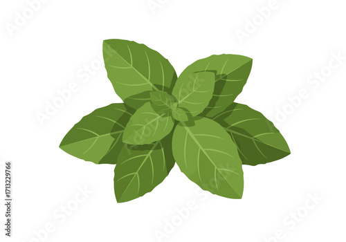 A stylized basil plant showing several green leaves with visible veins against a white background