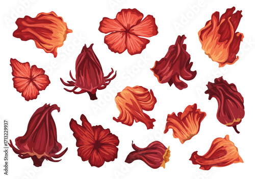 Arrangement of scarlet hibiscus flowers some unopened some full blooms various angles red tones