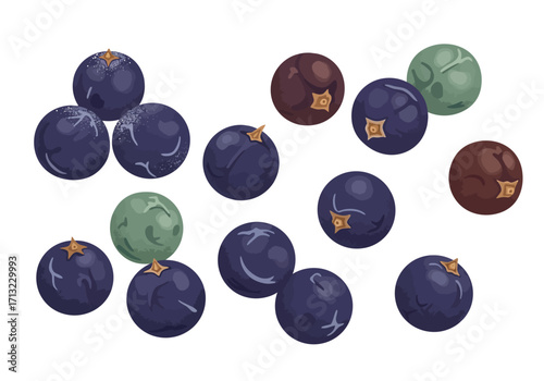 Berries mix displays blueberries green and brown juniper fruits on white