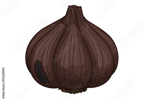 Black garlic bulb with brown cloves and dark cracked patch on side detailed illustration