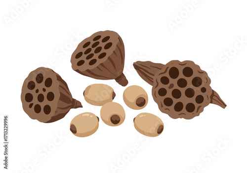 Brown dried lotus seed pods with seeds