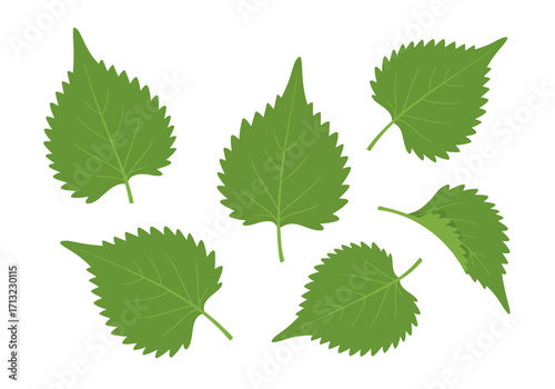 Five green leaves textured with vein details displayed on a white background