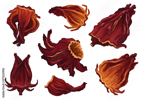 Detailed illustration of seven dried hibiscus flowers in various shapes and angles