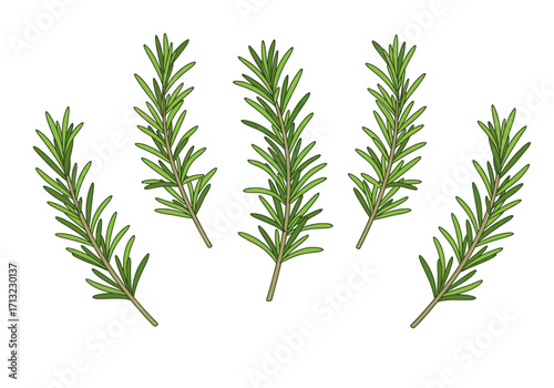 Five rosemary sprigs with green leaves and brown stems stand upright against a white background