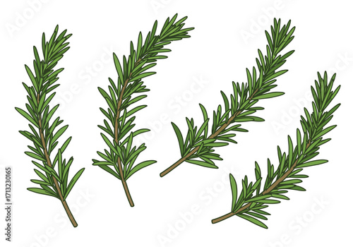 Four rosemary sprigs with green needlelike leaves branch from brown stems isolated on a white background
