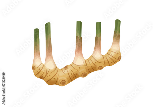 Galangal rhizome with jointed sections and green shoots viewed at an angle against a white background