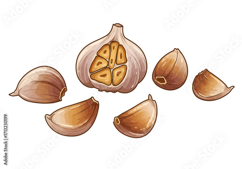 Garlic bulb halved with five cloves in various positions illustration