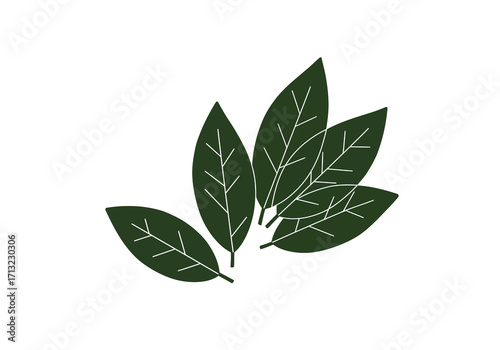 Green leaves cluster with light vein details on a white background