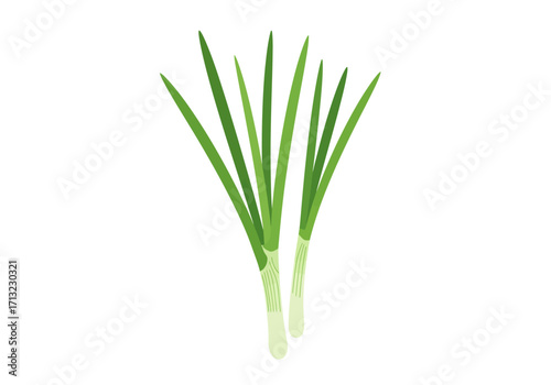 Green onions or scallions with elongated leaves and pale bulbs