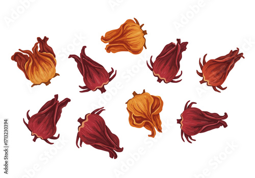Group of nine Hibiscus sabdariffa flowers some red others orange against a white background