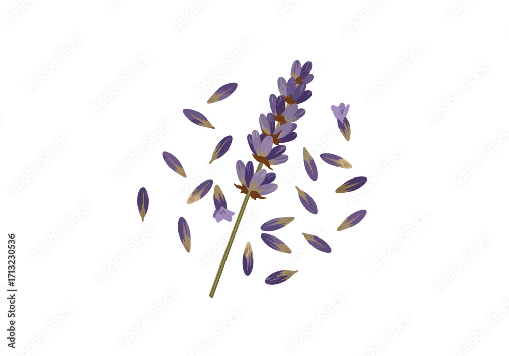 Obraz premium Lavender sprig with fallen petals on a white background