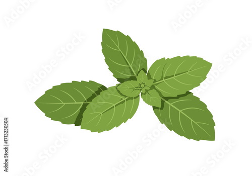 Illustration of fresh green basil sprig with leaves and leaf veins visible