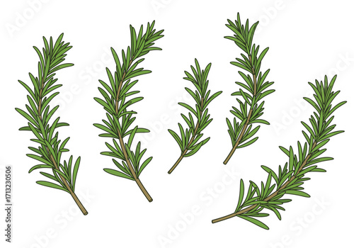Illustration of several sprigs of rosemary with narrow leaves and brown stems against a white background