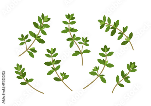 Image displays several sprigs of thyme with green leaves and brown stems scattered across a white background