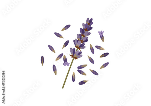 Lavender sprig with fallen petals on a white background