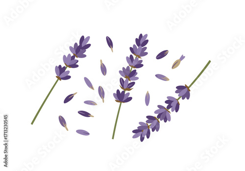 Lavender sprigs and petals are scattered across a blank white background