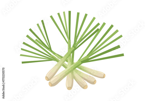 Lemongrass stalks bundled leaves spread light green and white