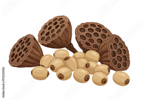 Lotus seeds  pods clustered together The pods show holefilled patterns while seeds appear lightcolored and oval