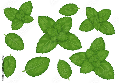 Several mint sprigs and individual leaves scattered on a white background